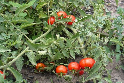 characteristic of tomatoes