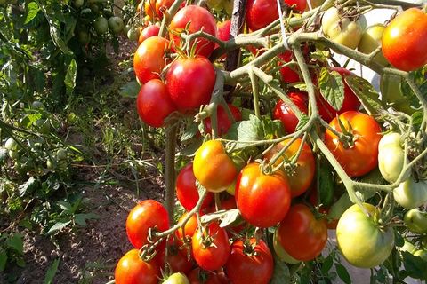 Tomatenbüsche