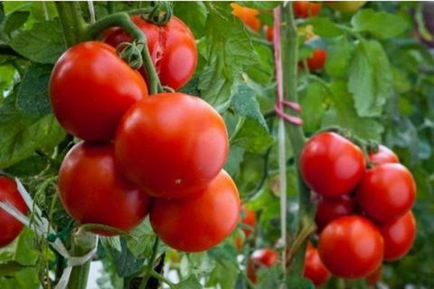 Tomate halbschnell