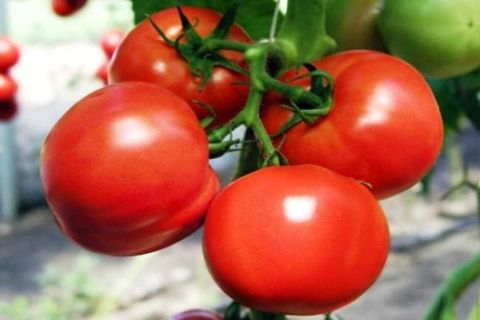 soort tomaat