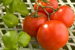 Characteristics and description of the tomato variety Polfast, its yield