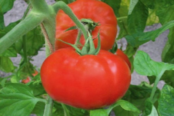paradajková polonaise