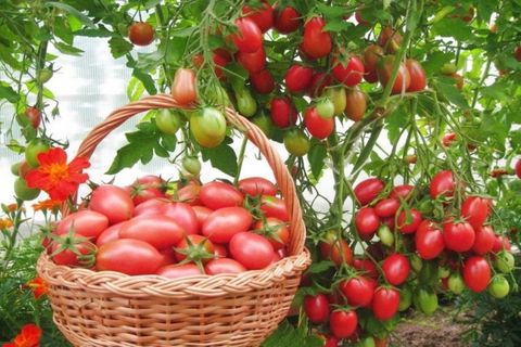 tomaattiarvostelut