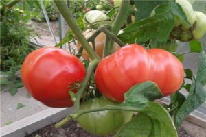 Pomidorų veislės Russian Bogatyr charakteristikos ir aprašymas
