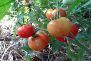 Características del tomate Sakhalin y descripción de la variedad.
