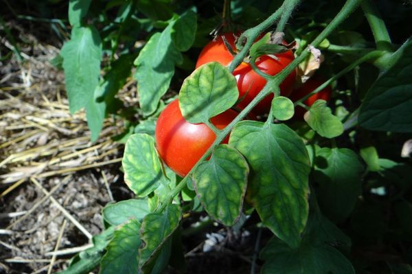 Sakhalin tomat