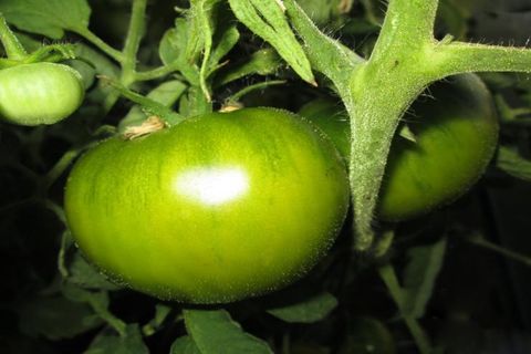 zelená rajčata