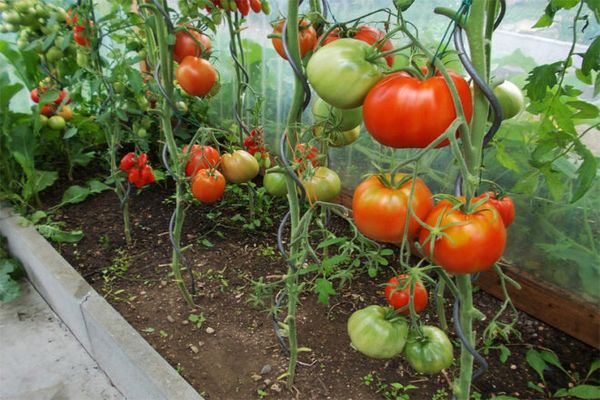 Tomaten wachsen Severenok