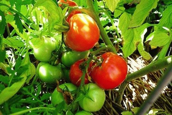 גידול עגבניות וטיפול