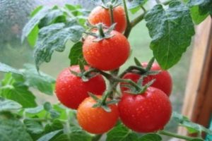 Beskrivelse af tomatsorten Severenok og dens egenskaber