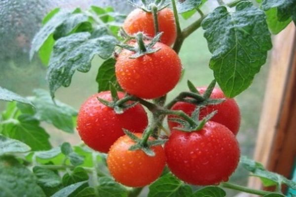 tomat sort Severenok