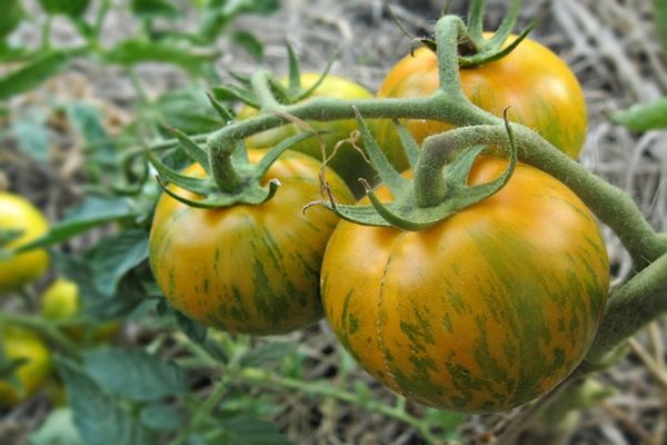 pomidorų priežiūra