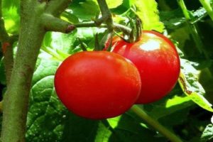 Eigenschaften und Beschreibung der Tomatensorte Bullfinch, deren Ertrag