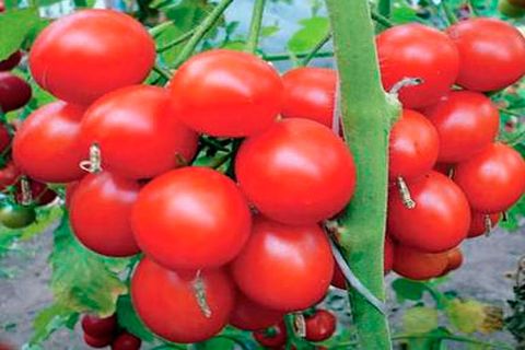 vruchten van tomaten