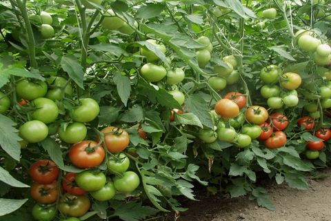 Pomidorų veislės Snowfall F1 charakteristikos, jos aprašymas
