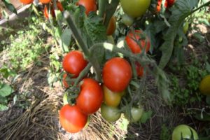 Characteristics and description of the tomato variety Snow Tale
