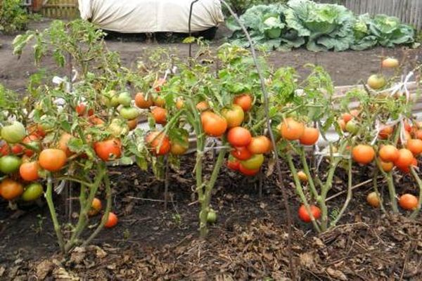 piantare pomodori