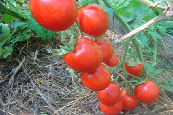 tomato variety Solerosso
