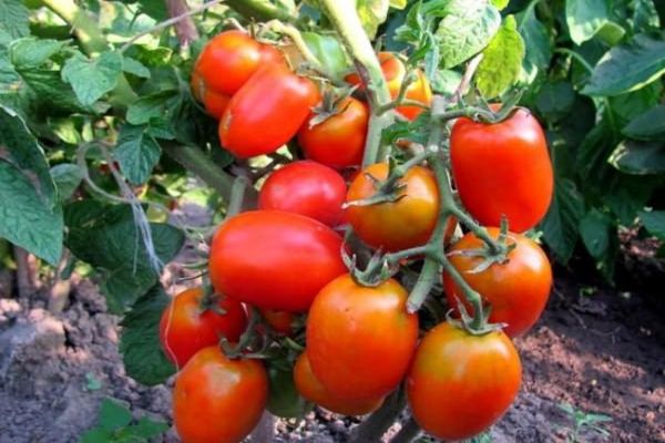 Opis rajčice Solokha i karakteristike sorte
