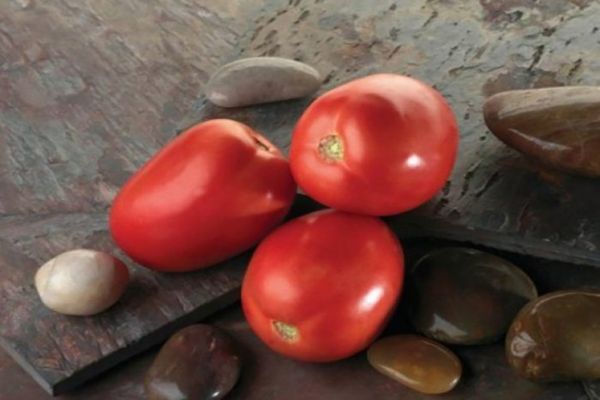 paradajková odroda soli