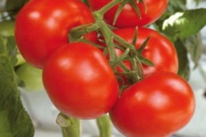 Pomidorų veislės Soyuz 8 charakteristikos ir aprašymas, derlius