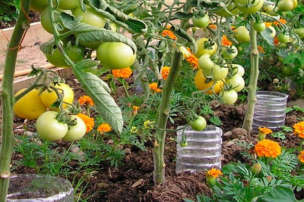 zalievanie paradajok