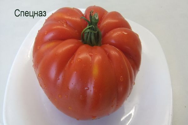 tomaatin erityisjoukot