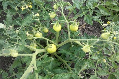 pestovanie paradajok