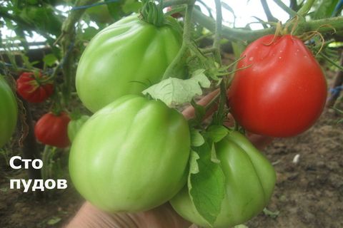 tomat kvalitet hundrede pund