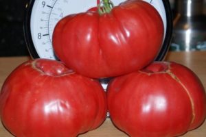 Egenskaber og beskrivelse af tomatsorten Stopudovy Siberian-serien