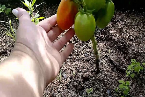 paradajkový supermodelka