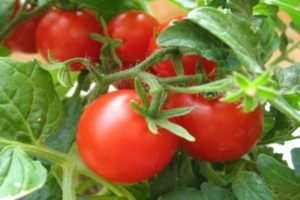 Charakterystyka i opis odmiany pomidora Tanya