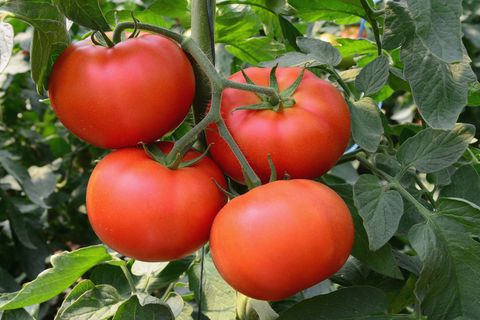 Tomatenfrucht