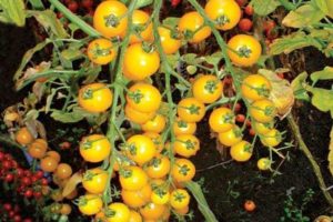 Charakterystyka i opis odmiany pomidora Yellow Cherry (złota)