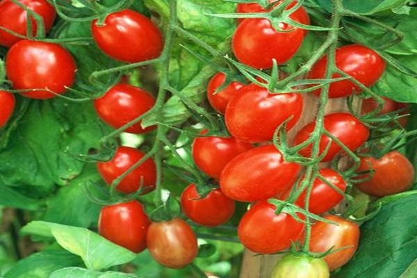 dyrkning og pleje af tomat