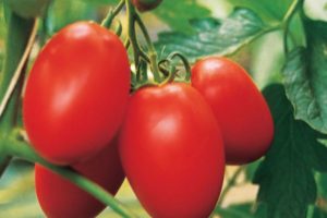Opis i karakteristike hibridne sorte rajčice Yaki F1