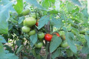 Caratteristiche e descrizione della varietà di pomodoro Giocoliere