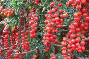 Žieminių vyšnių pomidorų veislės produktyvumas, aprašymas ir savybės
