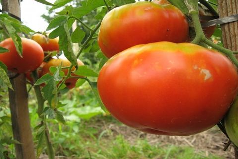pomidory czoło bydlęce