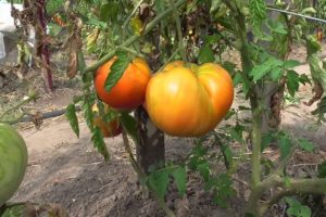 Kenmerken en beschrijving van het tomatenras Bull-voorhoofd