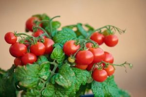 Žingsnis po žingsnio auginkite vyšninius pomidorus balkone