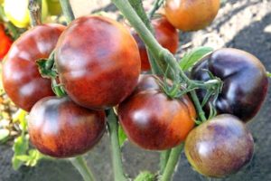 Ivan da Marya domates çeşidinin tanımı