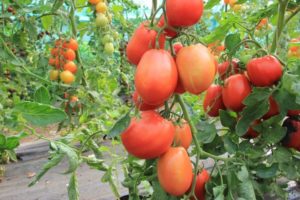 Description of the Bloody Mary tomato variety and its characteristics