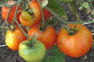 Description and characteristics of the tomato variety Kurnosik