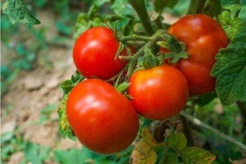 paradajková vánica