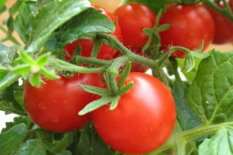 tomatplantning