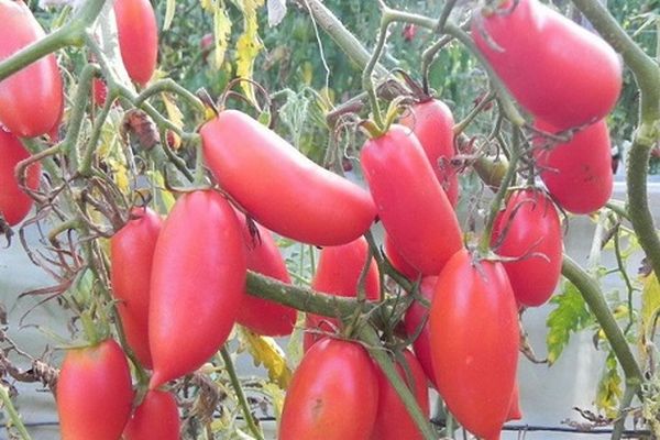 advantages of tomato varieties icicle