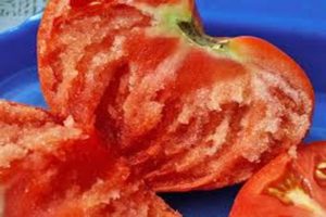 Tomaatti Vechniy -puhelimen lajikkeen ominaisuudet ja kuvaus