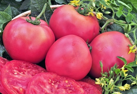 tomaat superreus roze f1 in de tuin