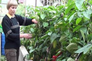 Sådan dyrkes og plejes peber i et drivhus fra plantning til høst